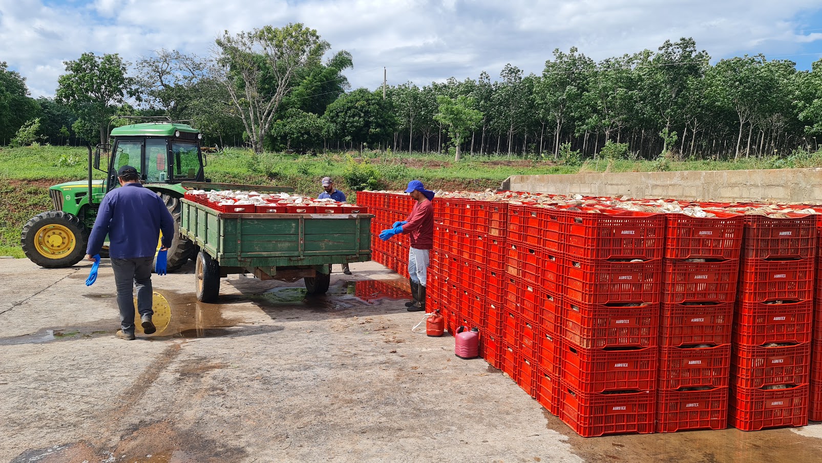 Colaboradores durante a operação de coleta