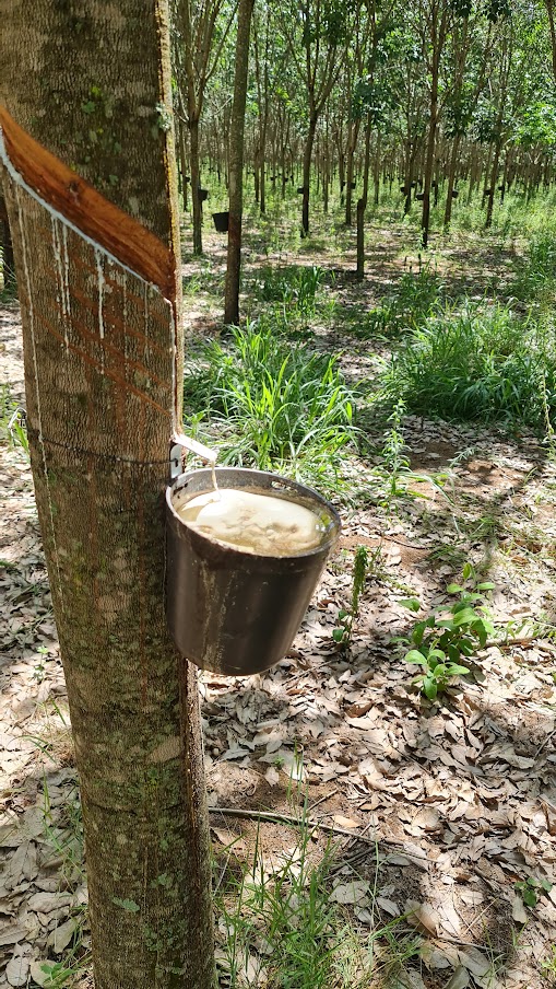 Látex natural sendo coletado durante a sangria de uma seringueira