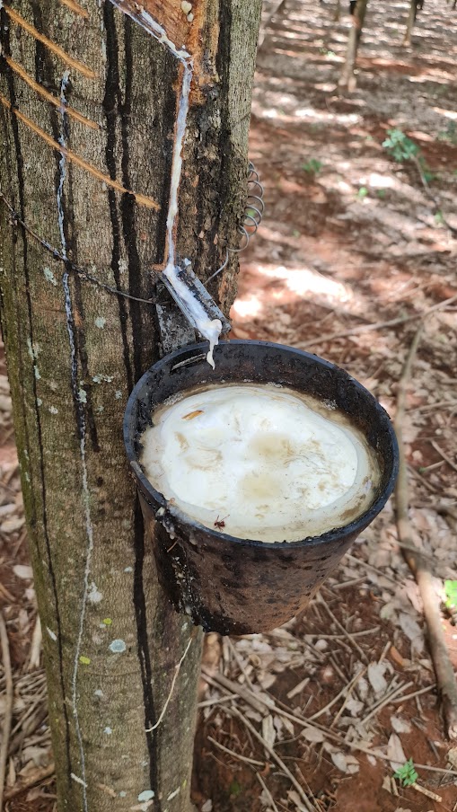 Látex coletado em recipiente preso à seringueira