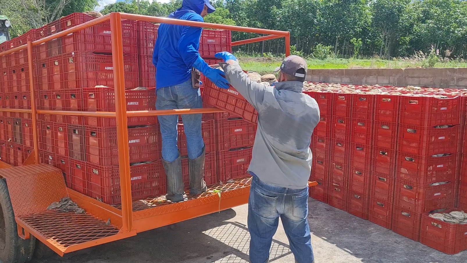 Equipe movimentando caixas com a produção de borracha natural