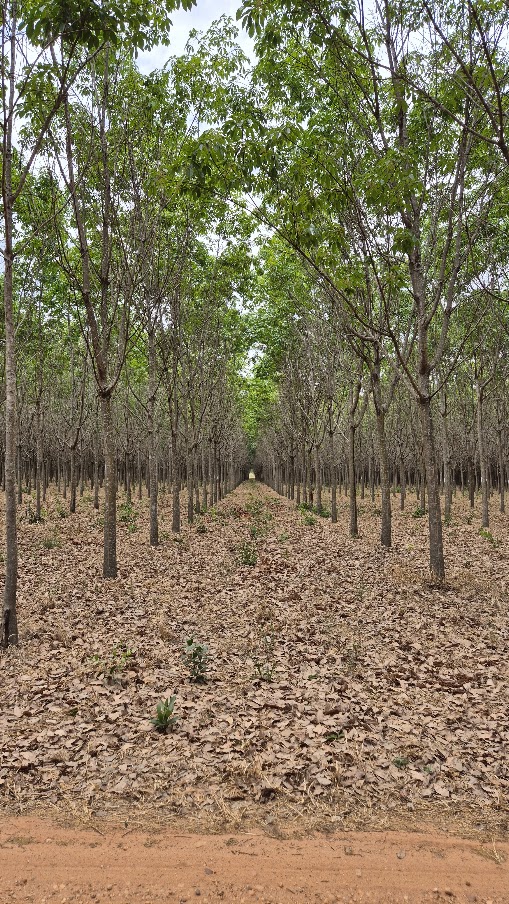 Fileiras de seringueiras da Fazenda Agrotex
