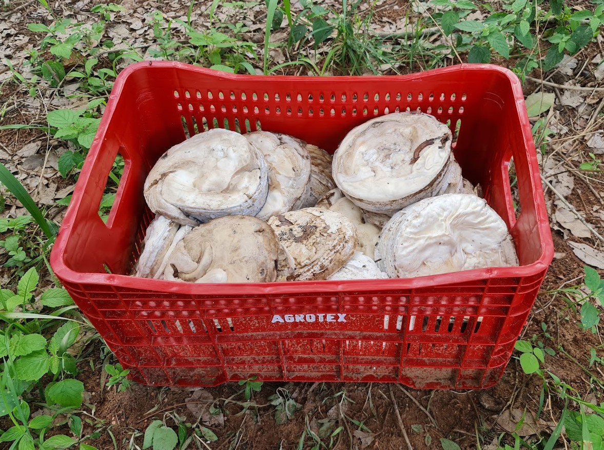 Coágulos de borracha natural coletados no seringal Agrotex