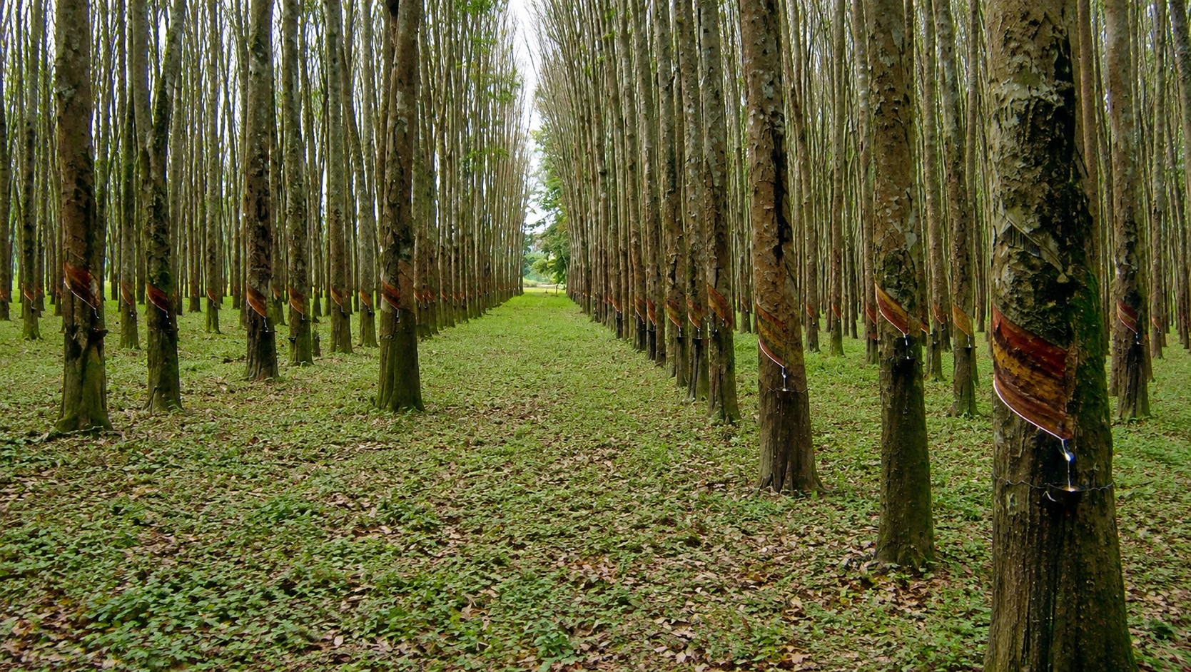 Alameda entre as fileiras de seringueiras da Fazenda Agrotex